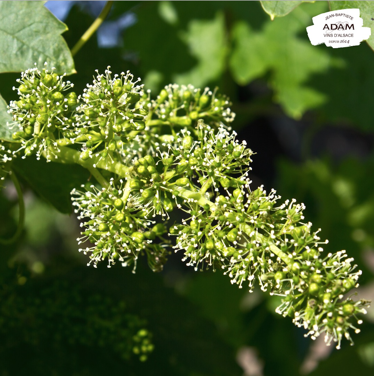 vignes printemps