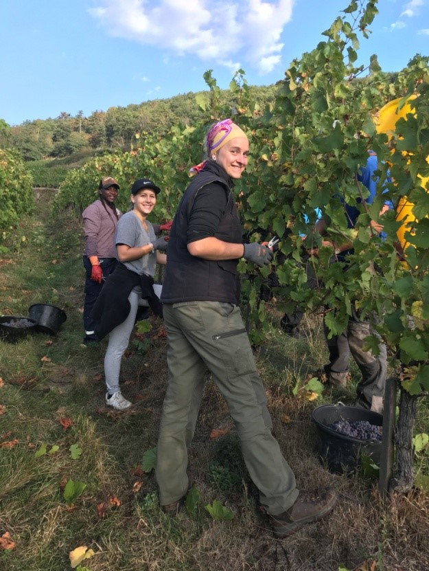 vendanges