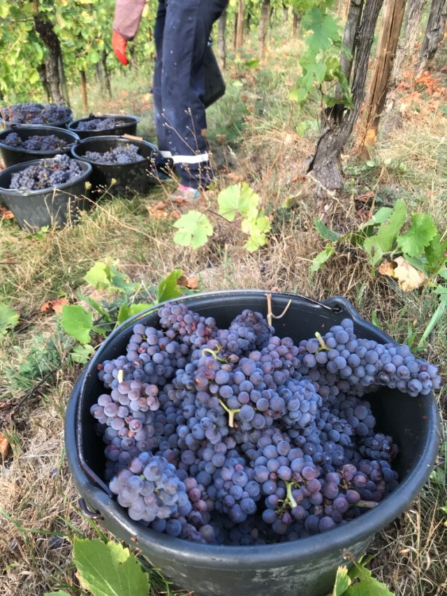 vendanges