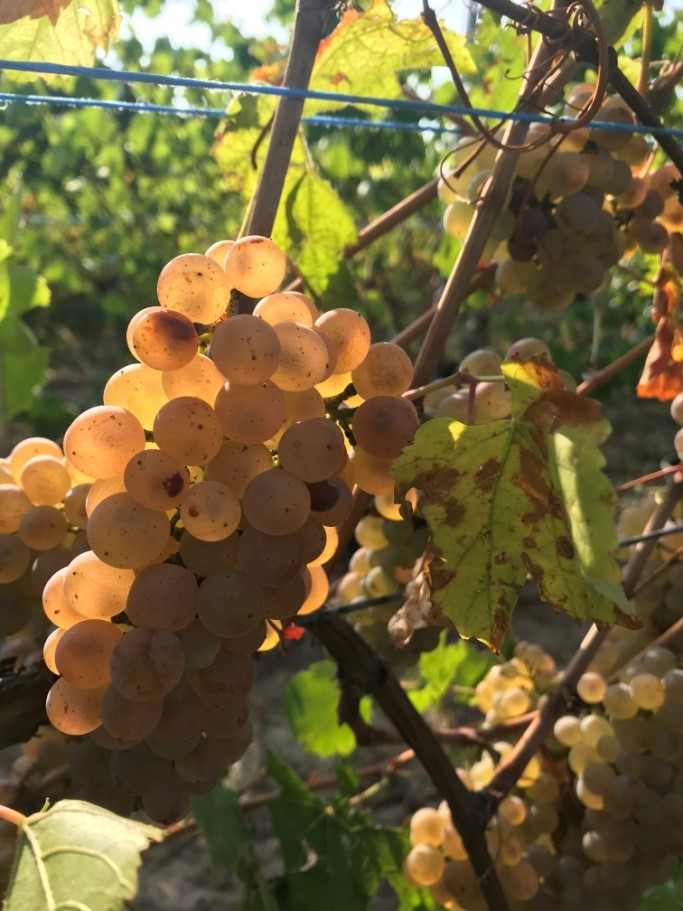 vendanges