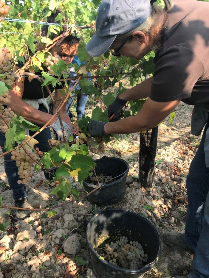 vendanges