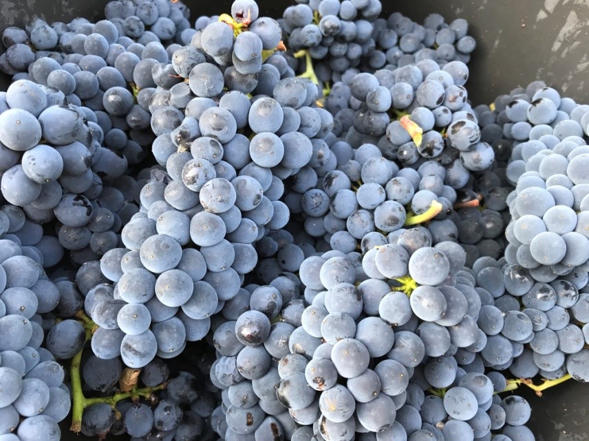 vendanges