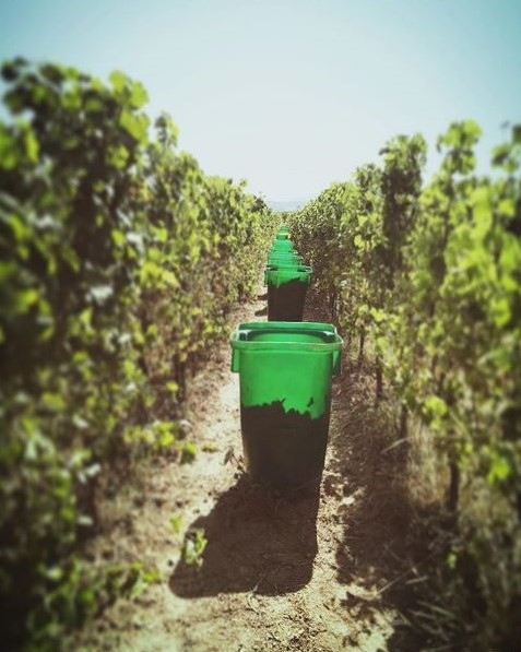 vendanges vendanges