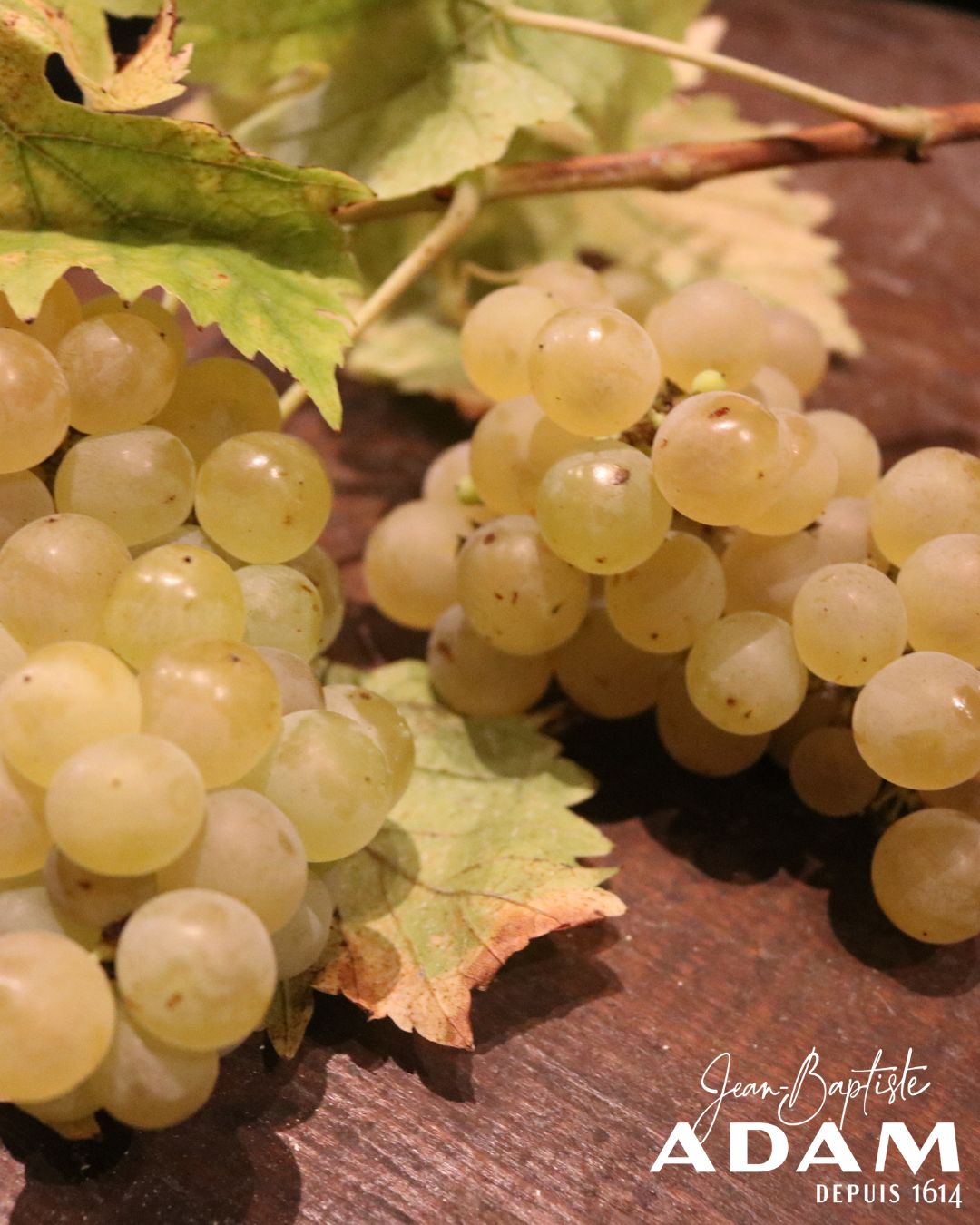 vendanges 2025 - photo 25