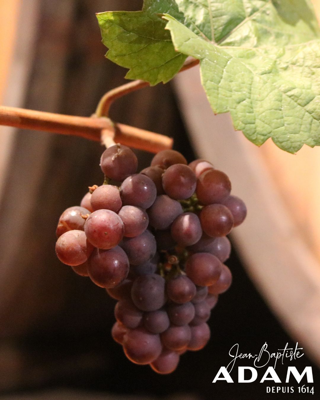 vendanges 2025 - photo 26