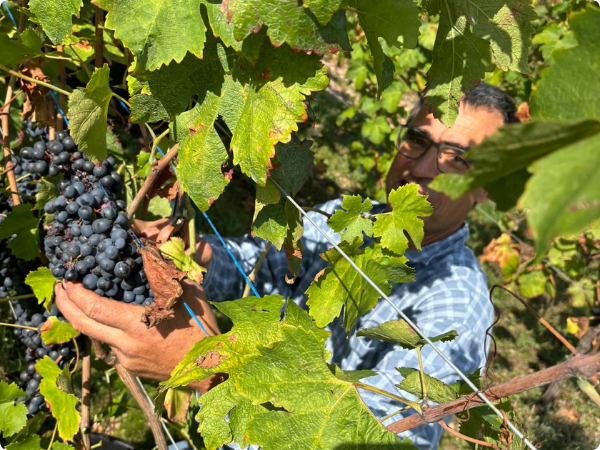 Vendange de Syrah sur les pentes du Wineck-Schlossberg