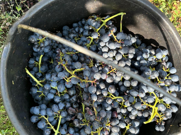 Récolte de grappes de Syrah La Piste Noire