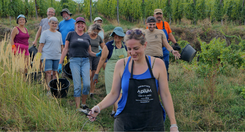 L’équipe du domaine Jean-Baptiste Adam pendant les vendanges 2026 dans les vignes.