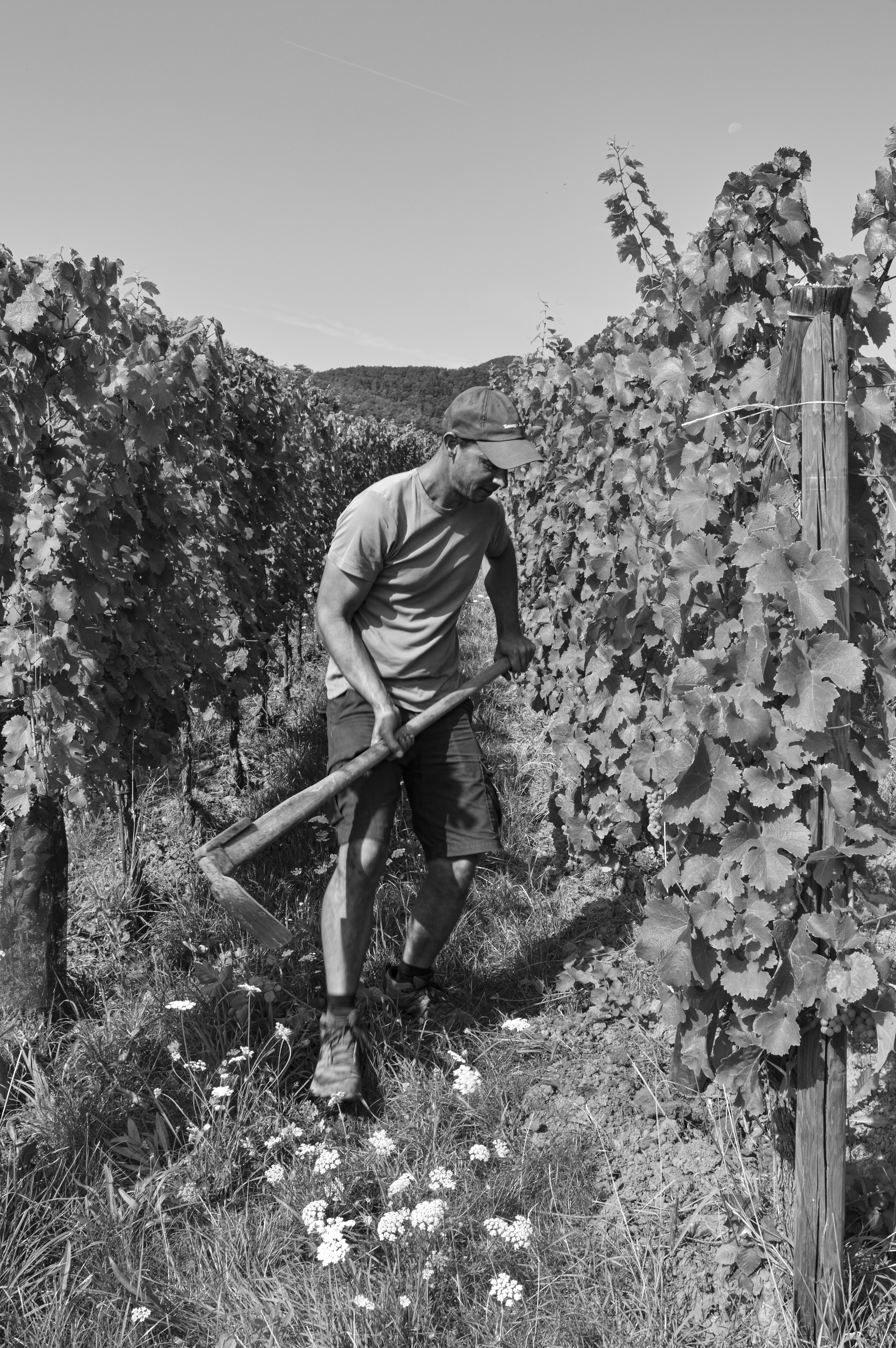 Archives du vignoble Jean-Baptiste Adam