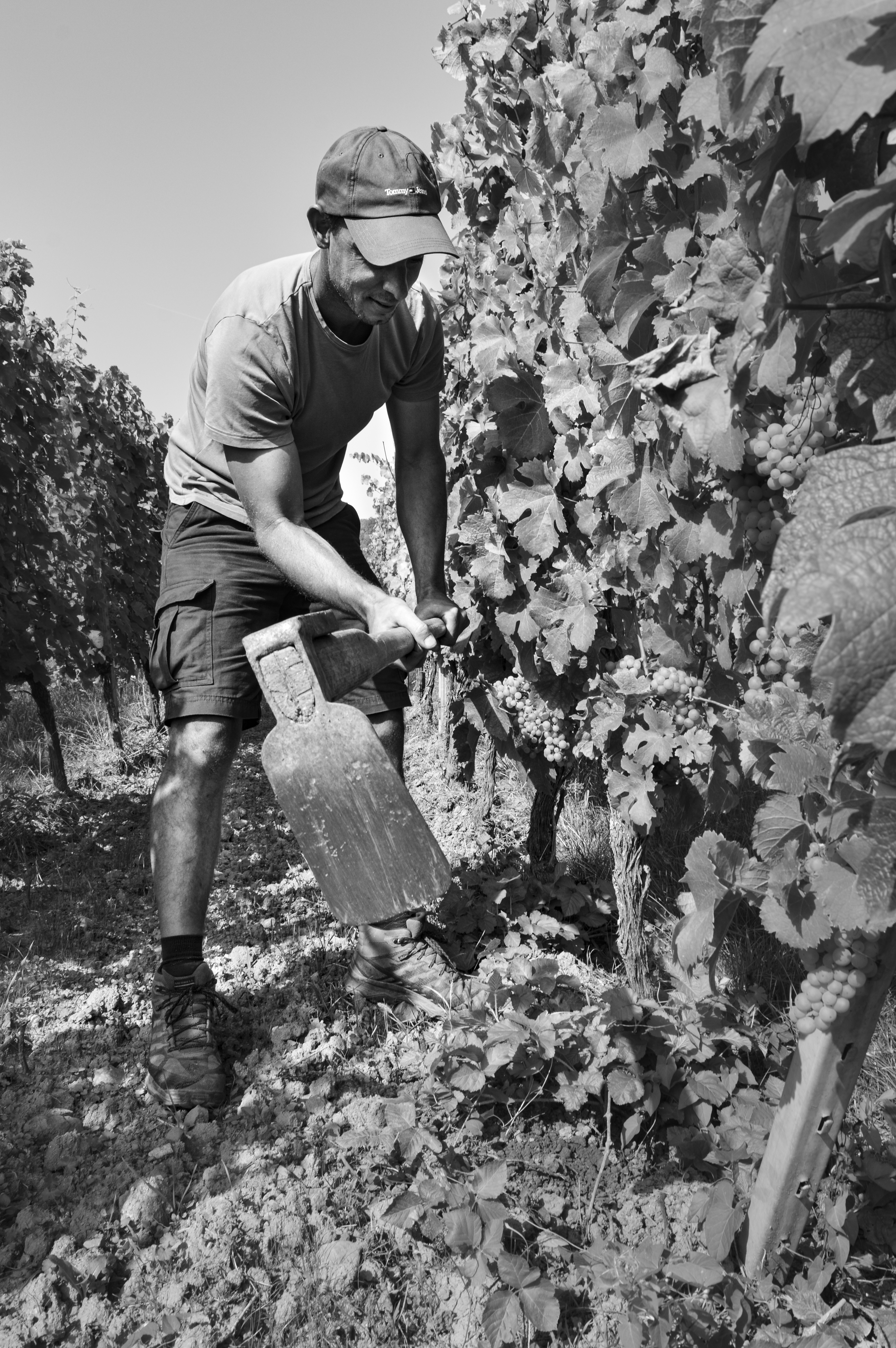Archives du vignoble Jean-Baptiste Adam
