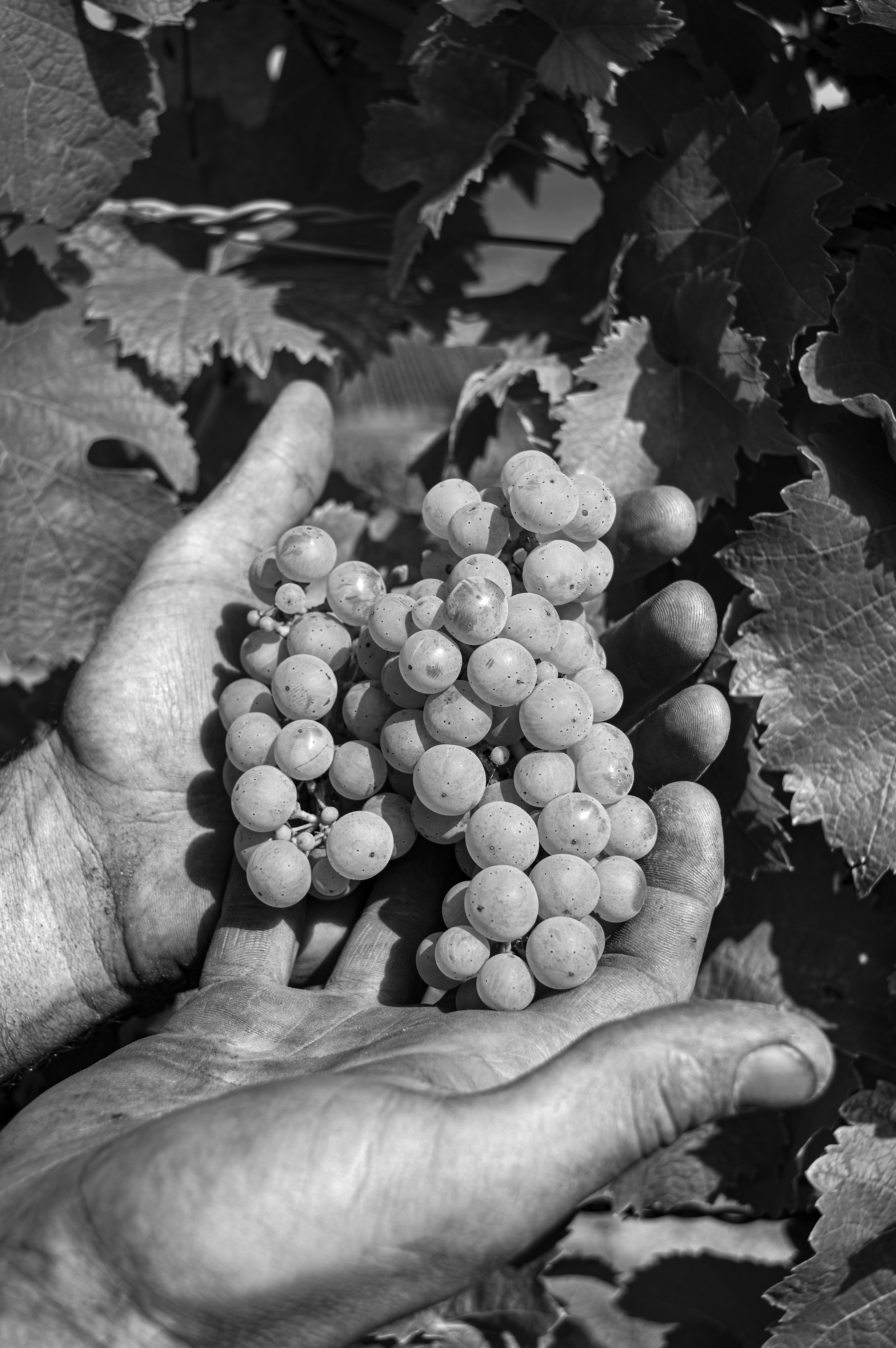 Archives des vendanges Jean-Baptiste Adam