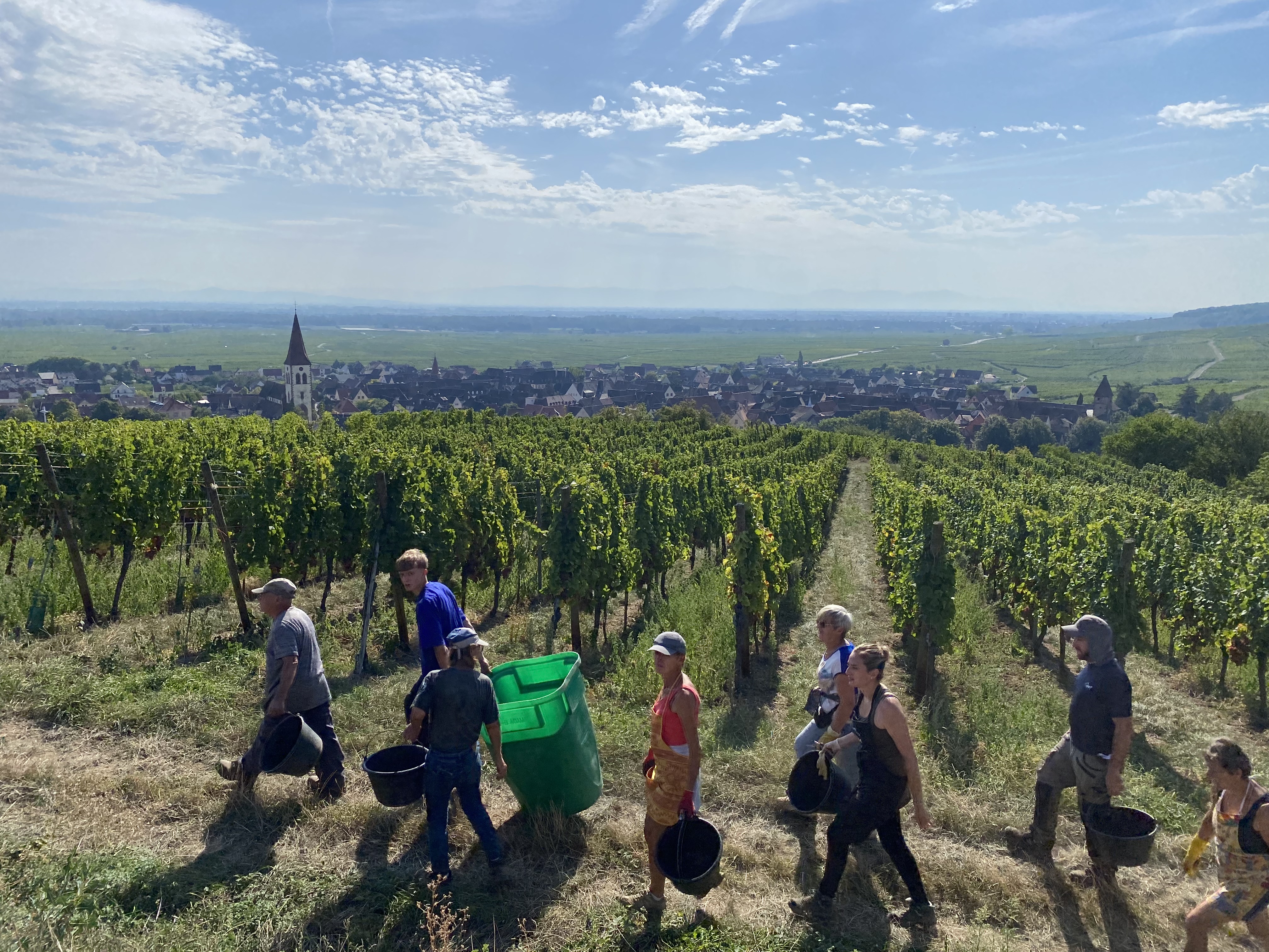 Vendanges au Domaine Jean-Baptiste Adam
