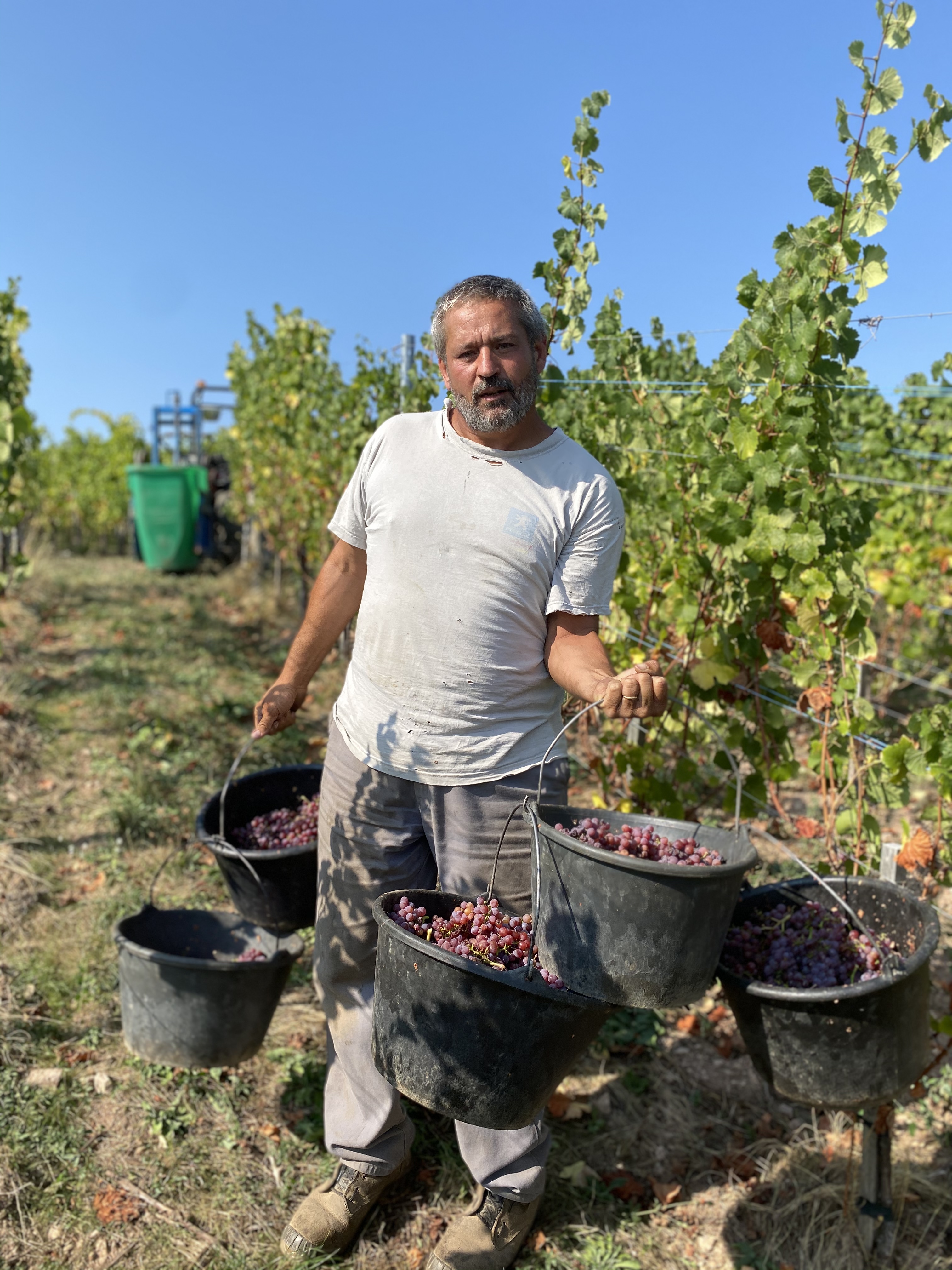 Vendanges au Domaine Jean-Baptiste Adam